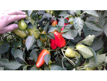 ������ ����� (2).jpg