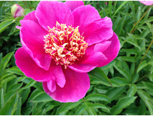 ���� ����