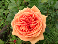 ������ ����� �������