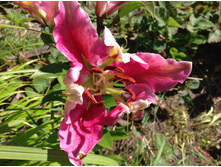 ����� ���� ������ ������