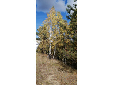 IMG 20200912 133157.jpg