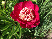 ������ ����