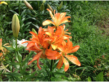 ����� ���� ��