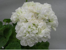 4 ���������� ���������� Mary