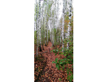 IMG 20200919 101107.jpg