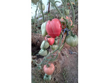 ����������� �������