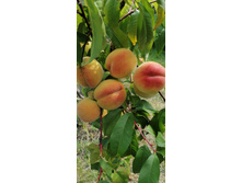 ������ �������� ������