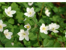 Isopyrum thalictroides ������������ ���������������.jpg