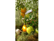 ������ ������