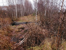 IMG 20201024 105745.jpg