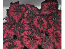 DS-������ �������.jpg