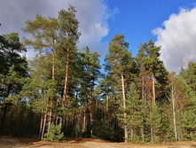 IMG 20201025 132415.jpg