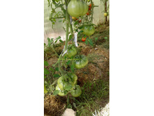 ���������� ����