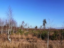 IMG 20201029 134548.jpg