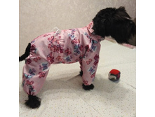 120741205 3058965550874399 3120558820743558261 n.jpg