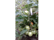 ��� ����������� ���������