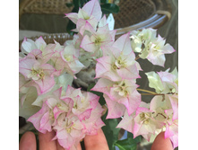 ����������� Bridal bouquet (�.�.)- 350 ���.