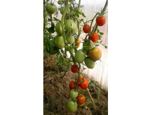 ������� ���� � �������