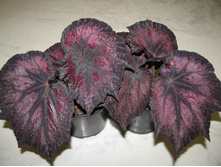 DS- ������.jpg