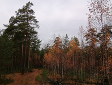 IMG 20201025 095937.jpg