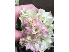 ����������� Bridal bouquet (�.�) - 350 ���.