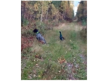 Screenshot 20201012 061032.jpg