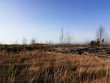 IMG 20201029 134615.jpg