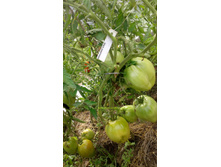 ��������� �������