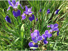 ���� ��������� �����