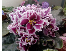 ��-������ �������.jpg