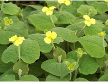 ������ �����.jpg