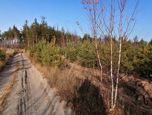 IMG 20201029 135338.jpg