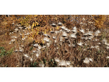 IMG 20201011 105446.jpg