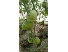 ������ ������ �� ���������