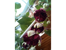 Blassev�ldse Ezels.jpg