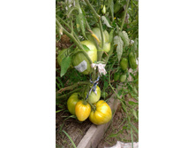 �������� �������� �����