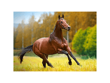 9470-18314 ���� Castorland, 180 ��������� - ������ � ����.png 118�