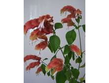 ���������� - 100 ���.