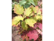 ����������� ��������