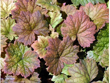 ������� ���������������.jpg