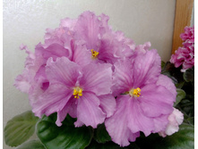 ��-��������� �����