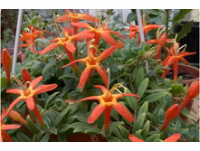 �������� Hirsuta(�.�) - 150 ���.