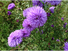 ����� ������� ������