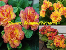 �������-Belarina-Nectarine .jpg