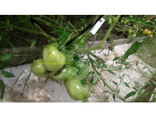 ���� �����