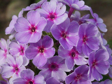 ���� ����� 21�*