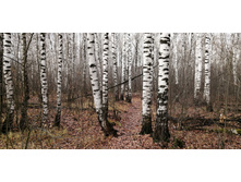 IMG 20201024 100453.jpg