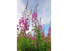 ��� �������� ����-���  ����� ����������� ���������� �����