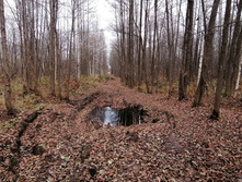 IMG 20201025 123411.jpg