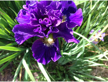 ���� ��������� ���� ������